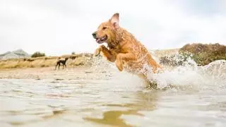 Playas de perros en España: el listado que no puedes perderte para disfrutar del verano con tu mascota