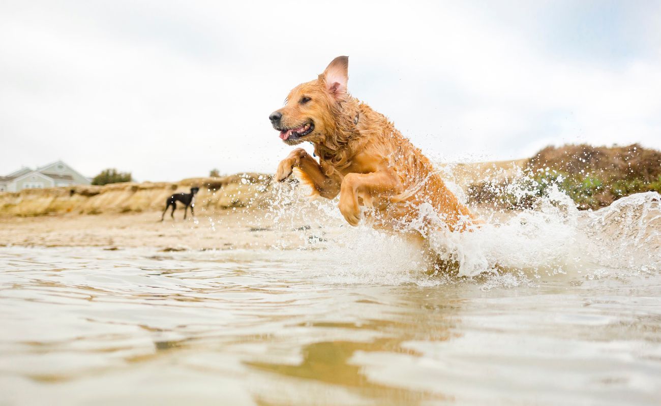 que playas en inglaterra permiten perros