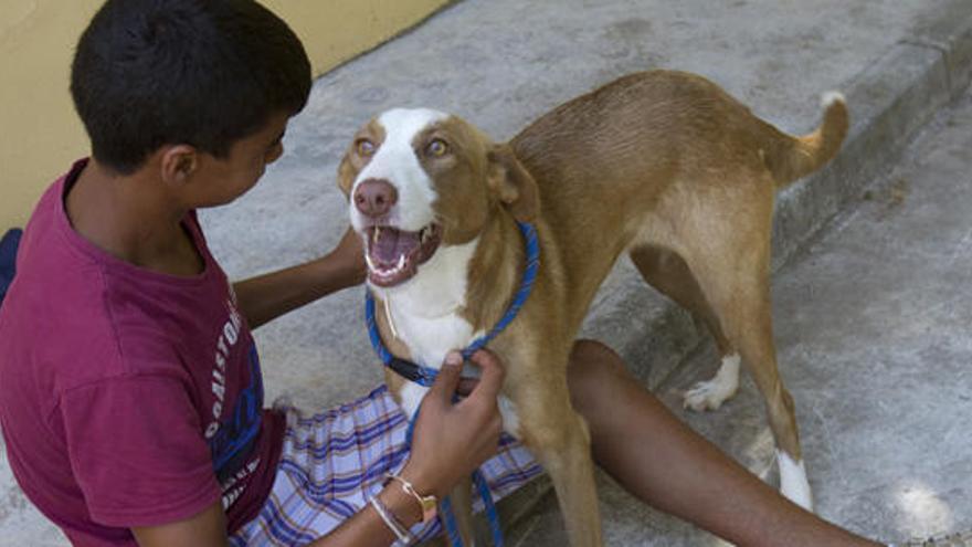 La perra Cani