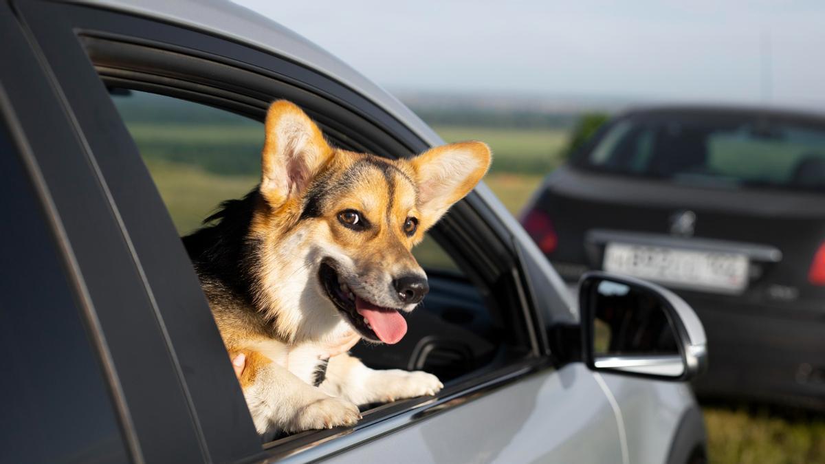 La UE endurece las normas para los dueños de perros y gatos: el nuevo requisito obligatorio a partir de este mes