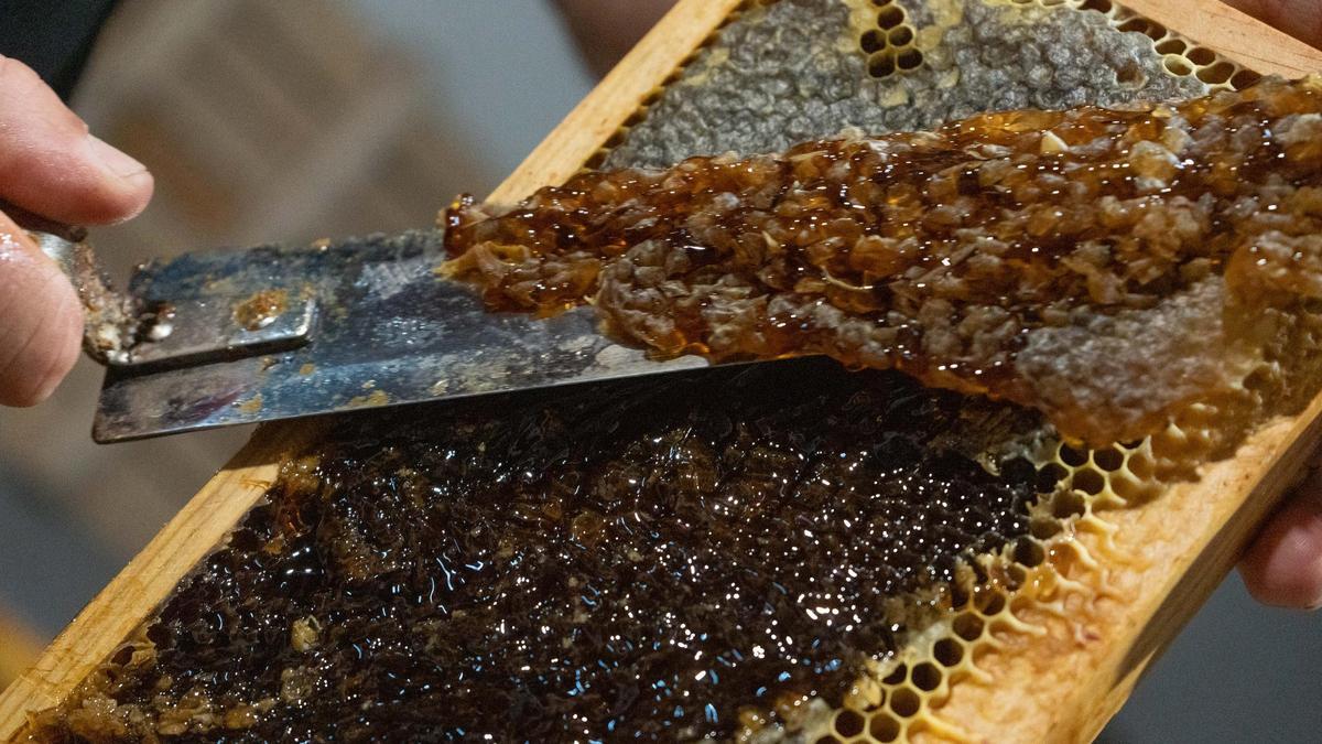 Abejas, el termómetro del planeta