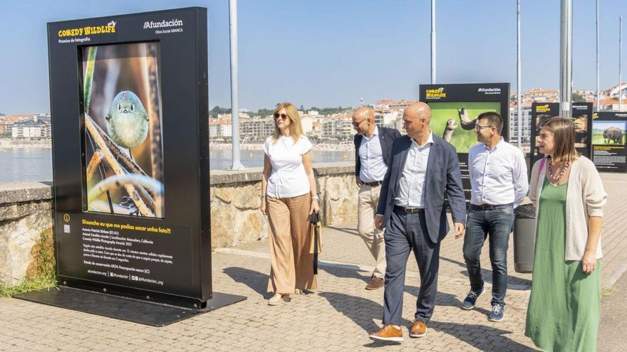 El humor de la muestra «Comedy Wildlife» llega al puerto deportivo de Sanxenxo