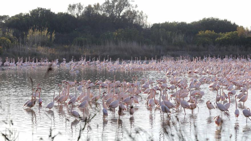 La Generalitat apoya también que la Albufera sea Reserva de la Biosfera