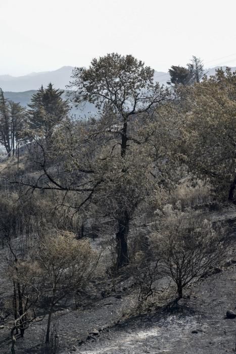 24/09/2017 CRUZ DE TEJEDA. Vuelta a la normalidad tras el incendio en la Cumbre de Gran Canaria. FOTO: J. PÉREZ CURBELO