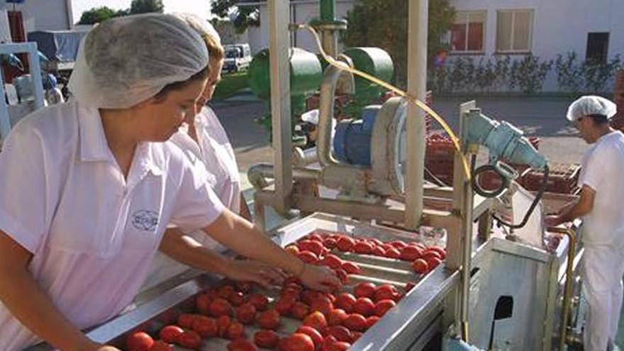 El tomate extremeño logra importantes aumentos de ventas en Alemania e Italia