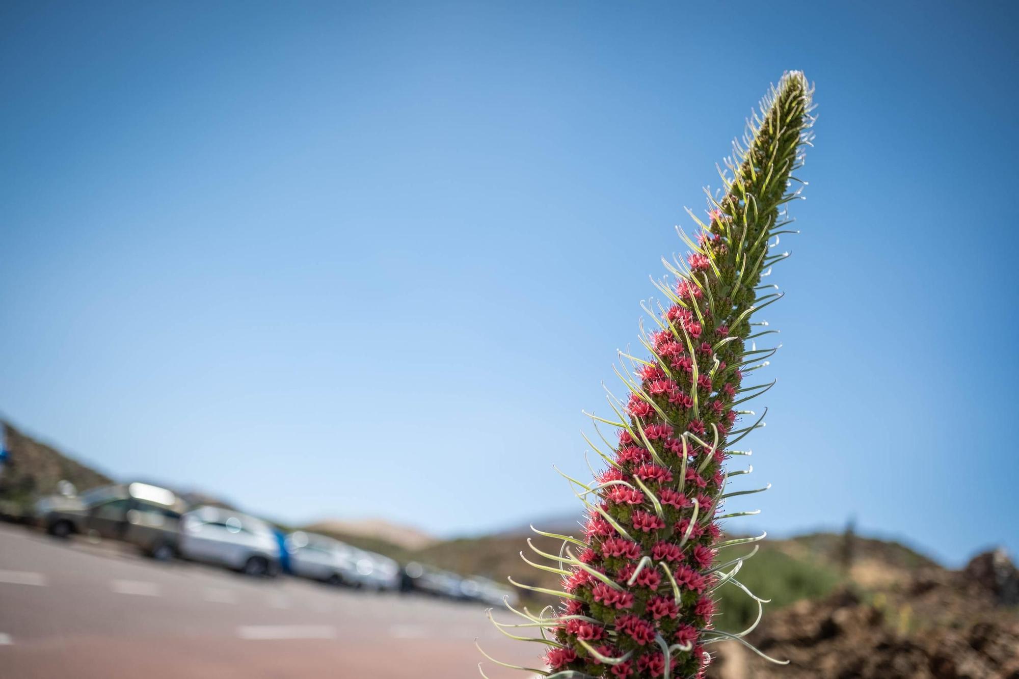 Tajinastes en Las Cañadas del Teide