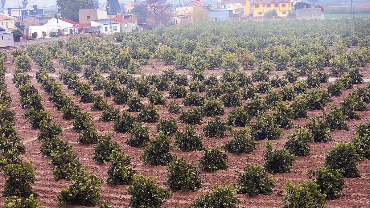 Imagen de un bancal de cítricos en la huerta de Orihuela tomada el pasado viernes.  | TONY SEVILLA