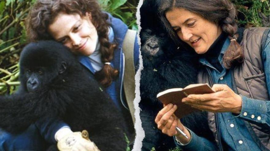 Dian Fossey: la investigadora real detrás de &#039;Gorilas en la niebla&#039;