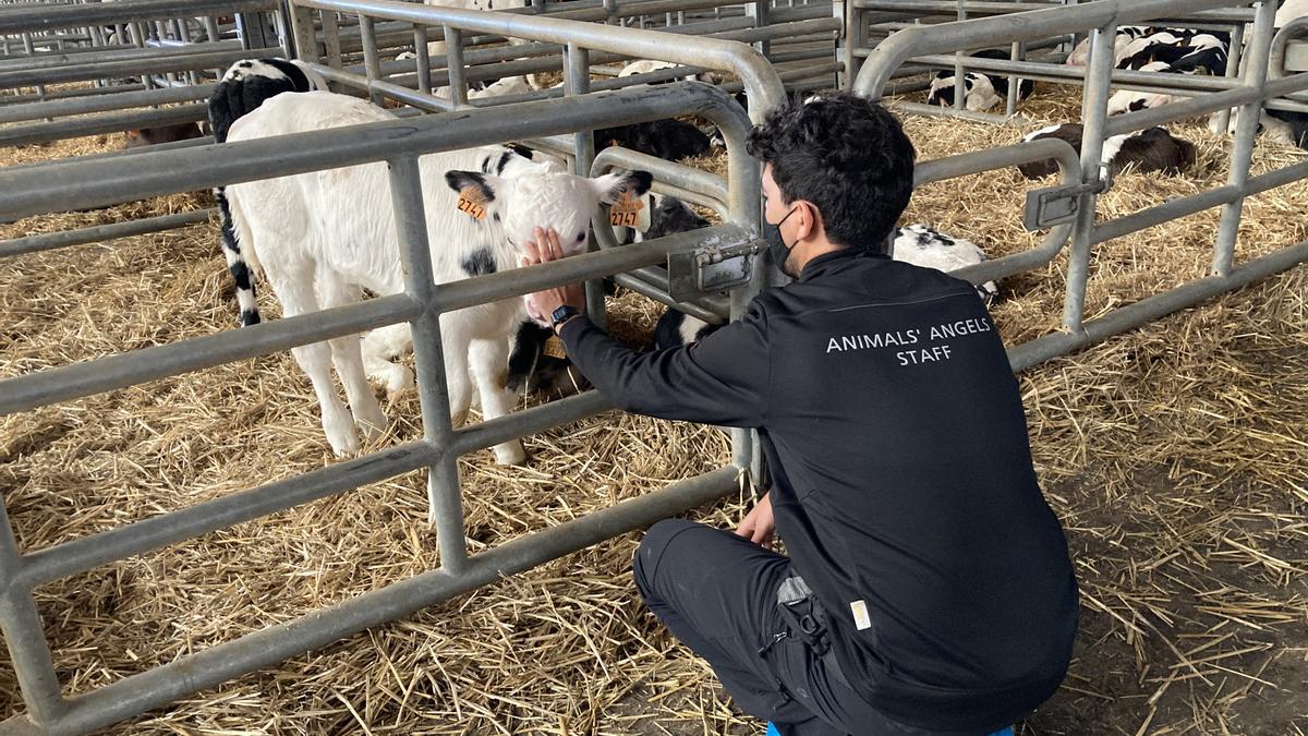 ANDA y Animal Angels comprueban el estado de los animales en el mercado de ganado de Pola de Siero