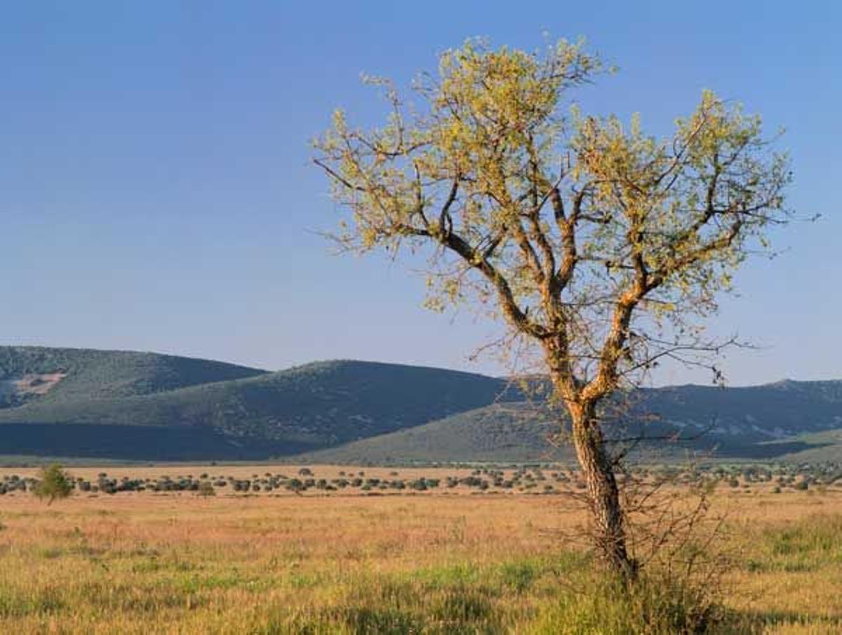 Parque Nacional de Cabañeros