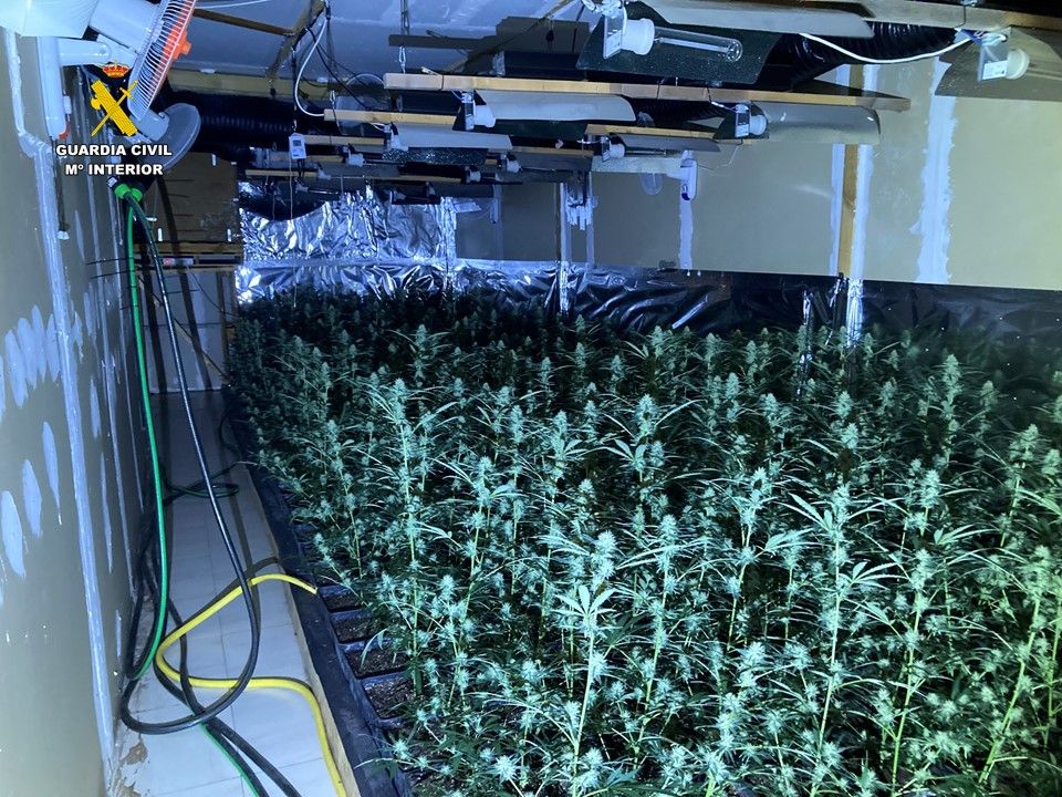 Una nave industrial en Els Poblets con 2.434 plantas de marihuana y un complejo sistema de ventilación (imágenes)