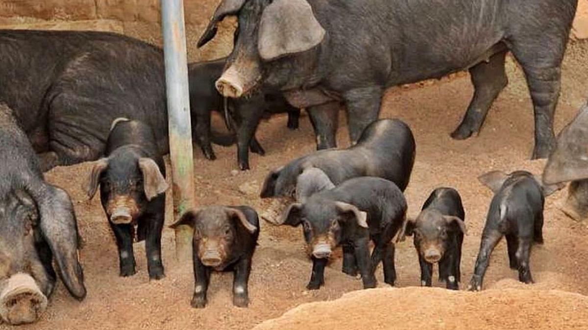 Piara de cochinos negros en una explotación ganadera de las islas.