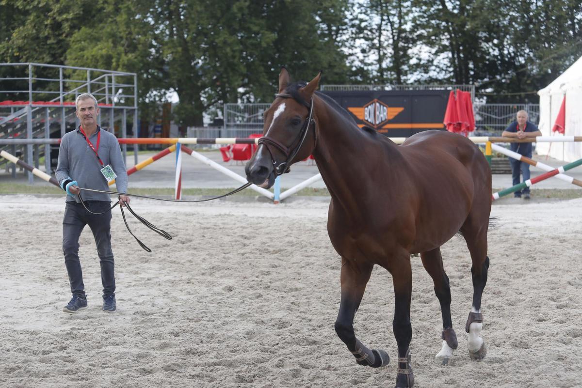Un caballo en la pista de ensayo de Las Mestas.