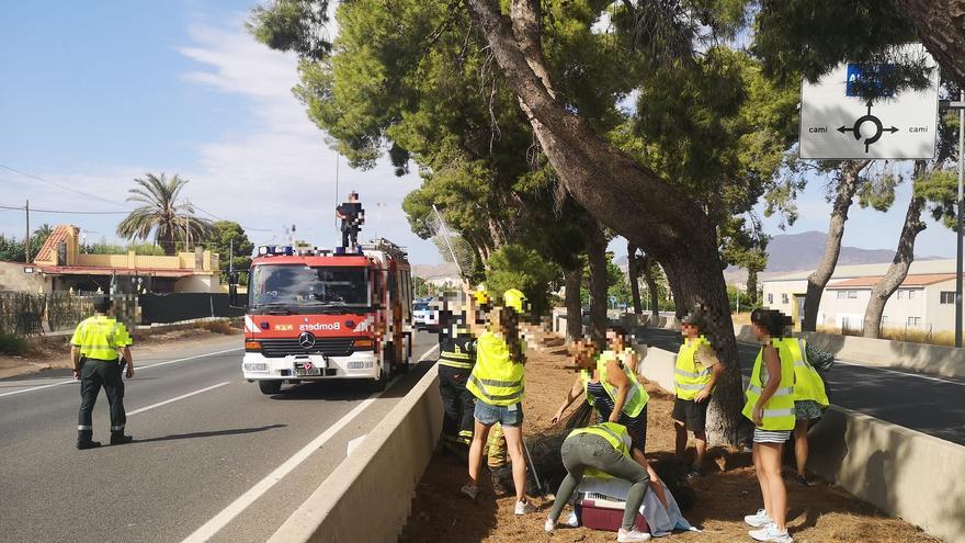 Al rescate del gatito en la carretera de Aspe a Novelda