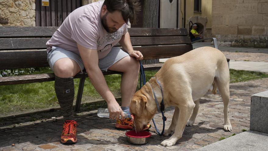 Las mascotas también sufren por el sol