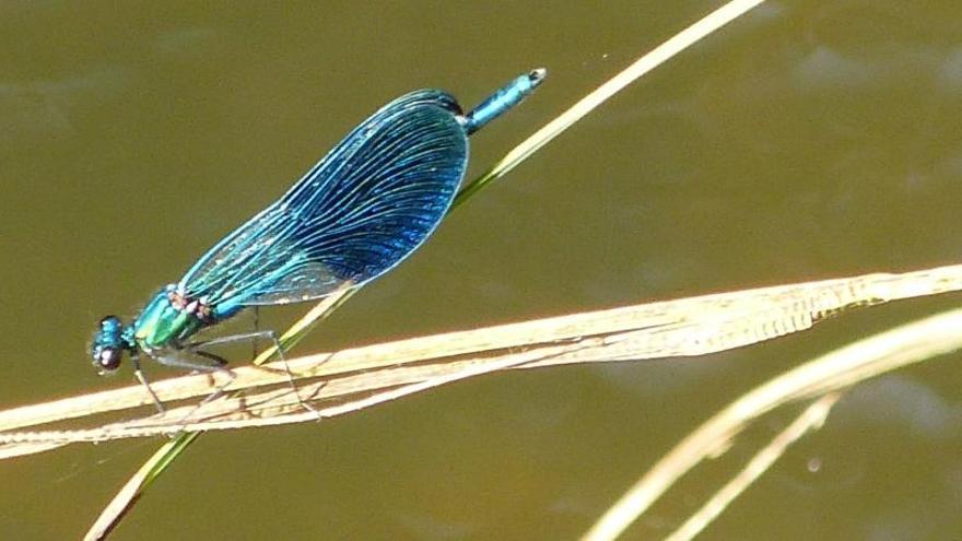 El ala de los insectos podría haberse desarrollado a partir del  tórax y las patas conjuntamente