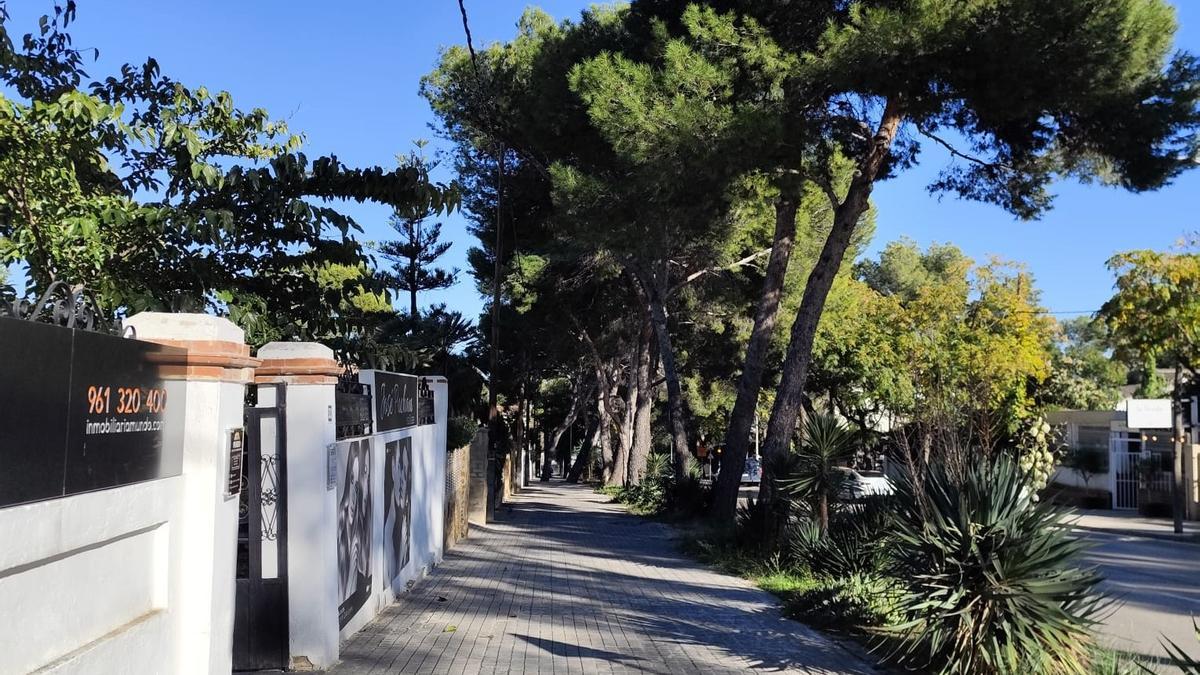 Pinos en la zona urbana de La Canyada.