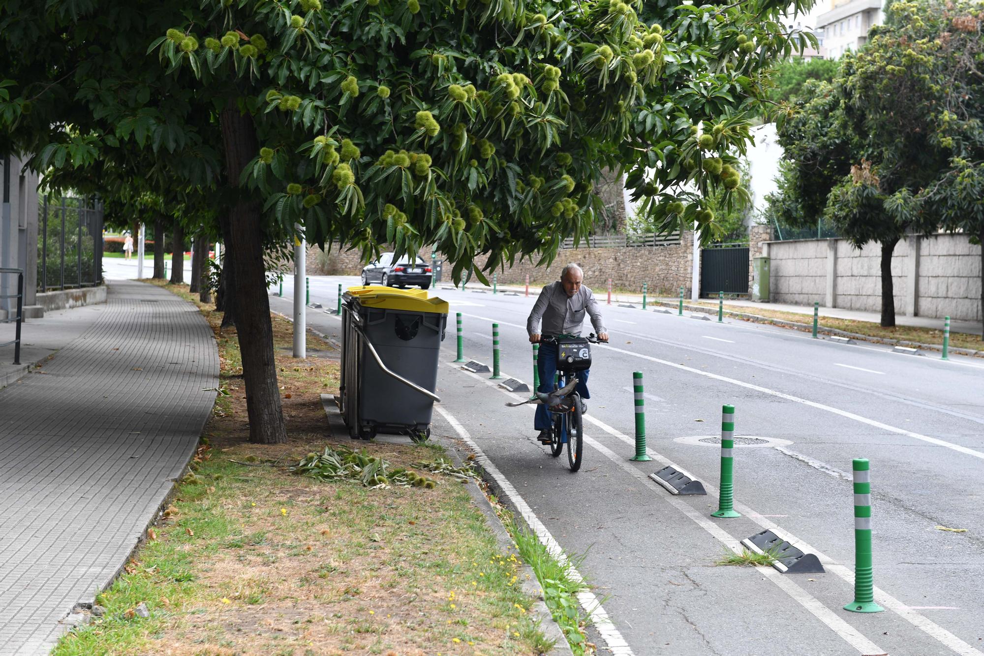 Al carril bici de A Coruña le crecen ramas