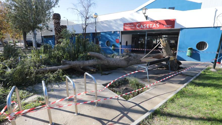 Las fuertes rachas de viento provocan la caída de un árbol en el polideportivo de Casetas