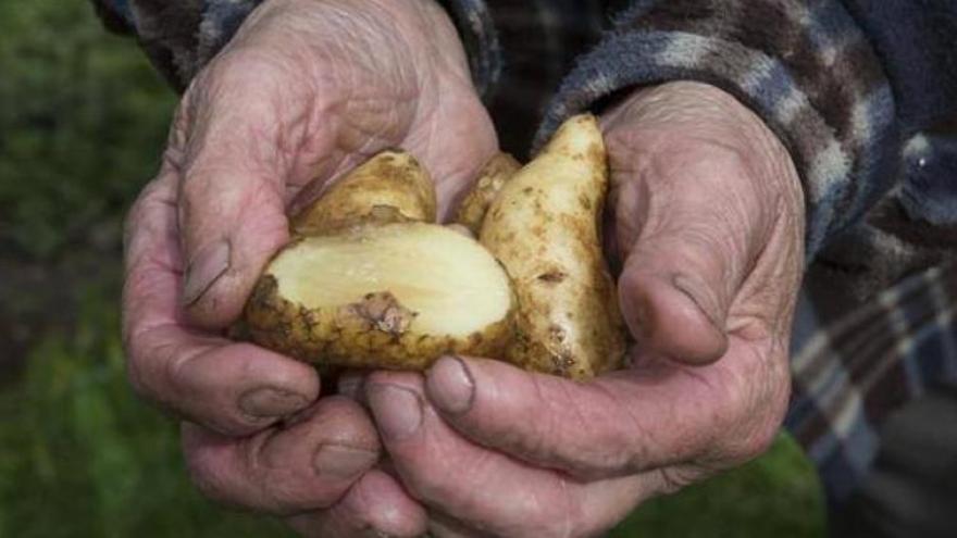 Asturias da por erradicada la polilla de la patata tras seis años