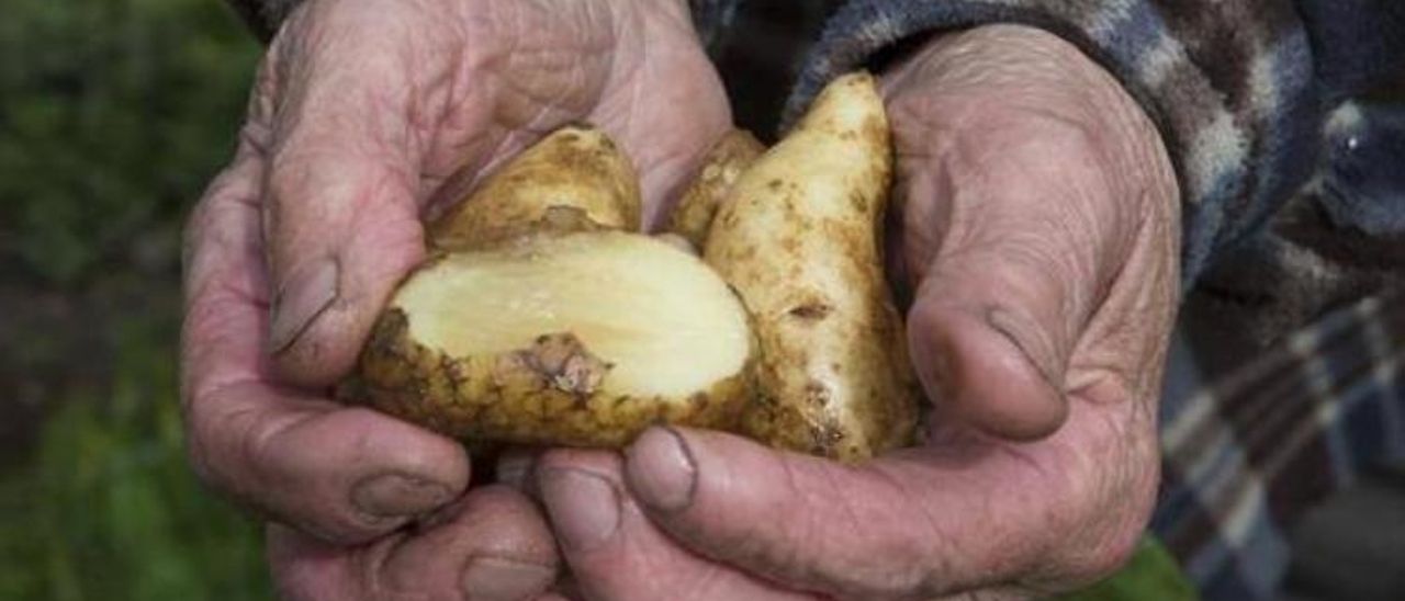 Polilla de la patata.