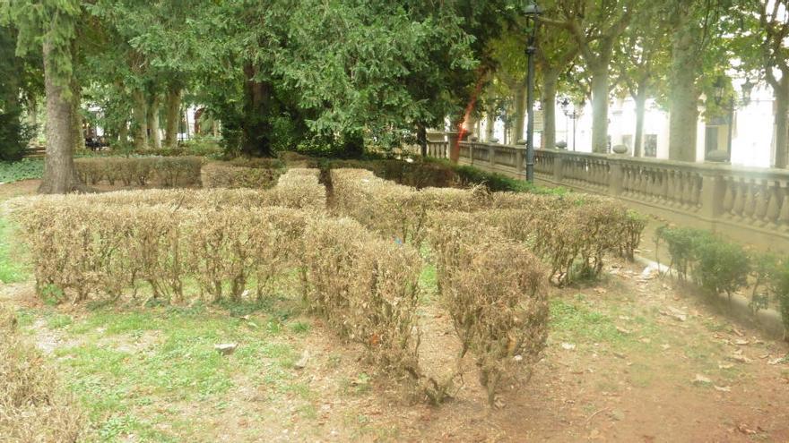 La plaga de l&#039;eruga del boix més gran del moment serà atacada amb drons