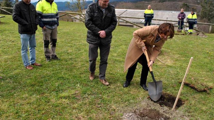 Sobre estas líneas, Teresa Sanjurjo plantando un castaño. A la izquierda, alumnos echando tierra. Abajo, detalle de los árboles.