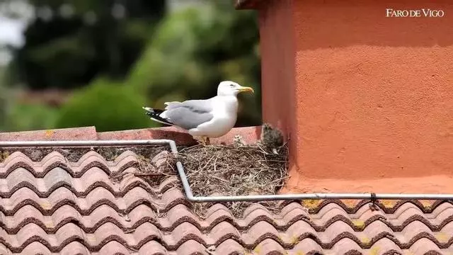 Retirada de nidos de gaviotas en Vigo