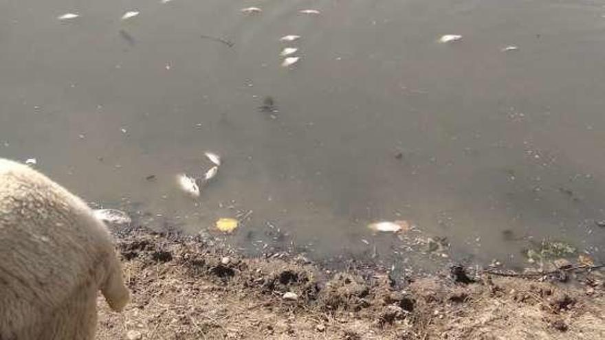 Peces flotando en el agua de la laguna de Manganeses.