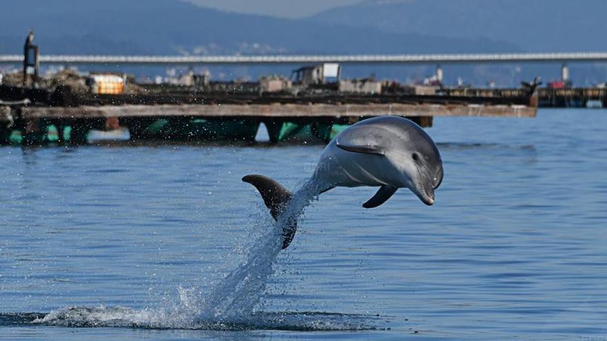 Uno de los delfines mulares estudiados por el BDRI en las rías. // BDRI