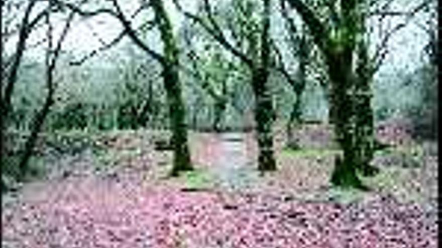 Una vista actual de la &quot;carballeira do Campo do Medio&quot;, en Sabucedo. / BERNABÉ / PATRICIA F.