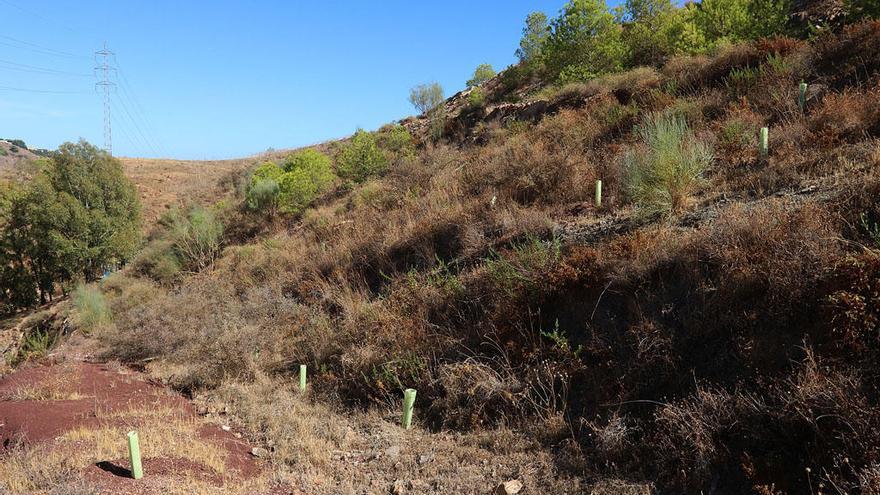 En Los Almendrales apenas quedan las guías para preservar a las plantas, que se han secado.