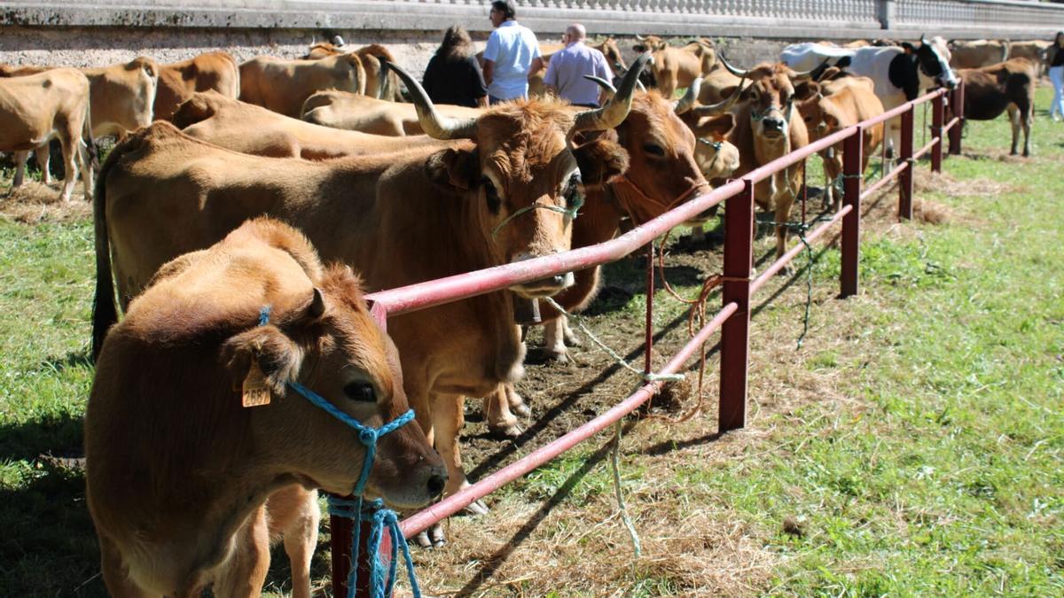 Vacas en un certamen ganadero.