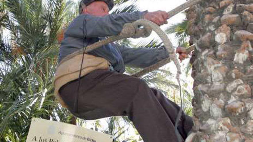 Serrano, con la placa, trepando por la palmera.