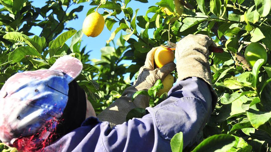 Las indemnizaciones agrícolas marcan récord histórico en Alicante pero no cubren gastos