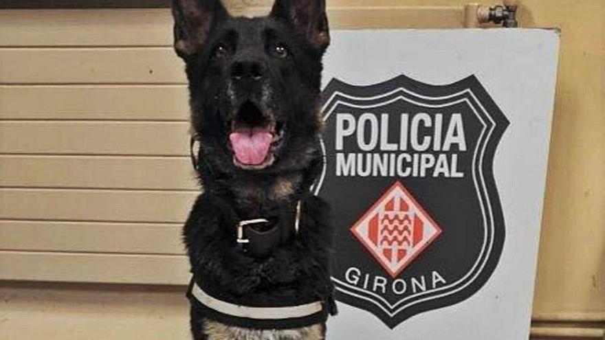 Lola, la gossa de la Unitat Canina de Girona, amb el comís.