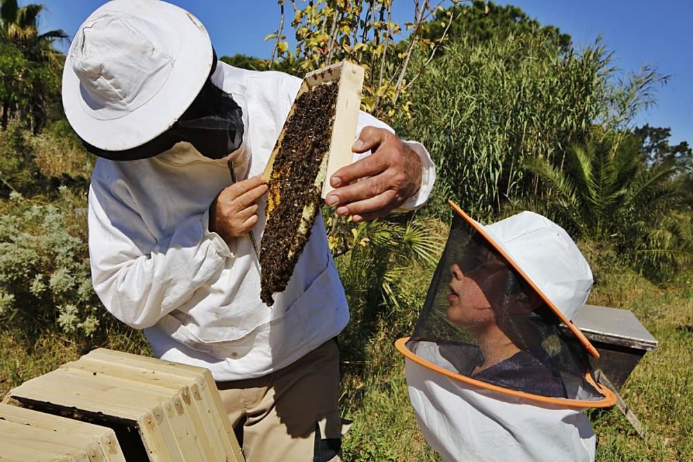 Der Regen im Mai hat den Pflanzen einen zweiten Frühling und den Bienen Pollen sowie Nektar beschert. Der Imker Gori Lladó umsorgt sie und experimentiert mit ökologischen Methoden und neuen Formen für