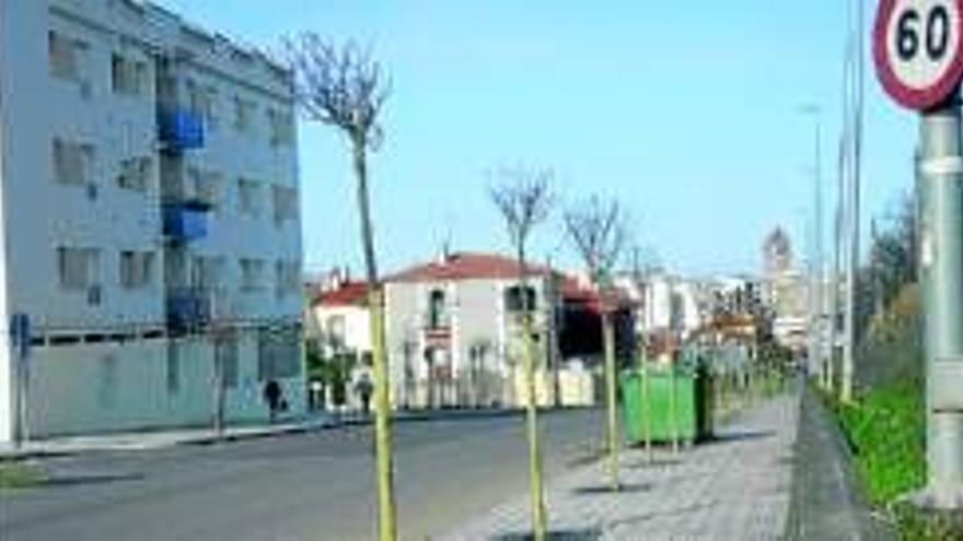 Plantan 88 árboles en la carretera de la Fuente