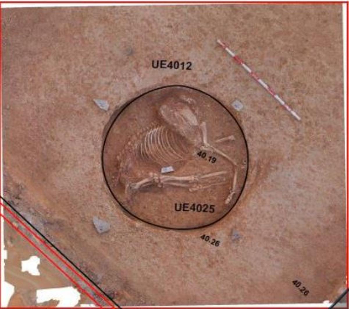 Imagen de la posición del équido hallado en las excavaciones de la plaza de la iglesia.