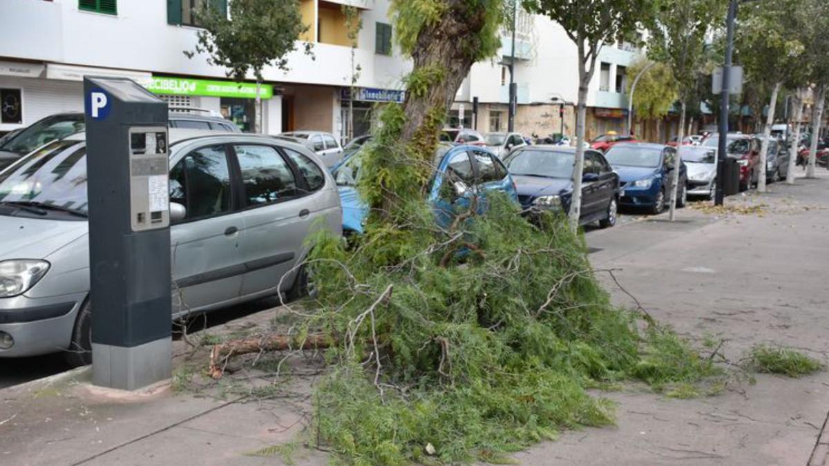 El viento tumba un árbol y tira varias ramas en Vila