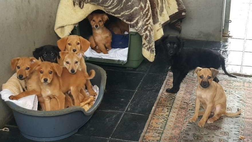 Algunos de los cachorros en el albergue de Pinar do Rei que esperan ser adoptados. // FDV