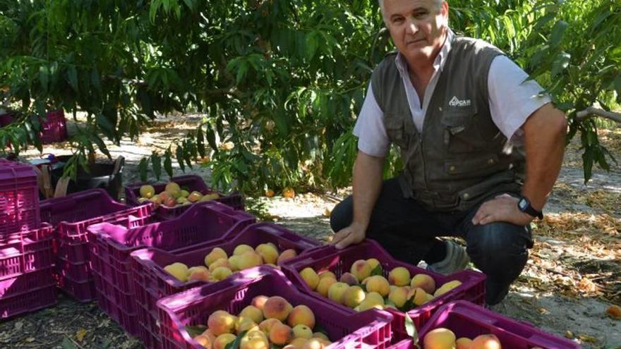 Los campos de la Vega Alta se quedan sin fruta casi un mes antes de lo previsto