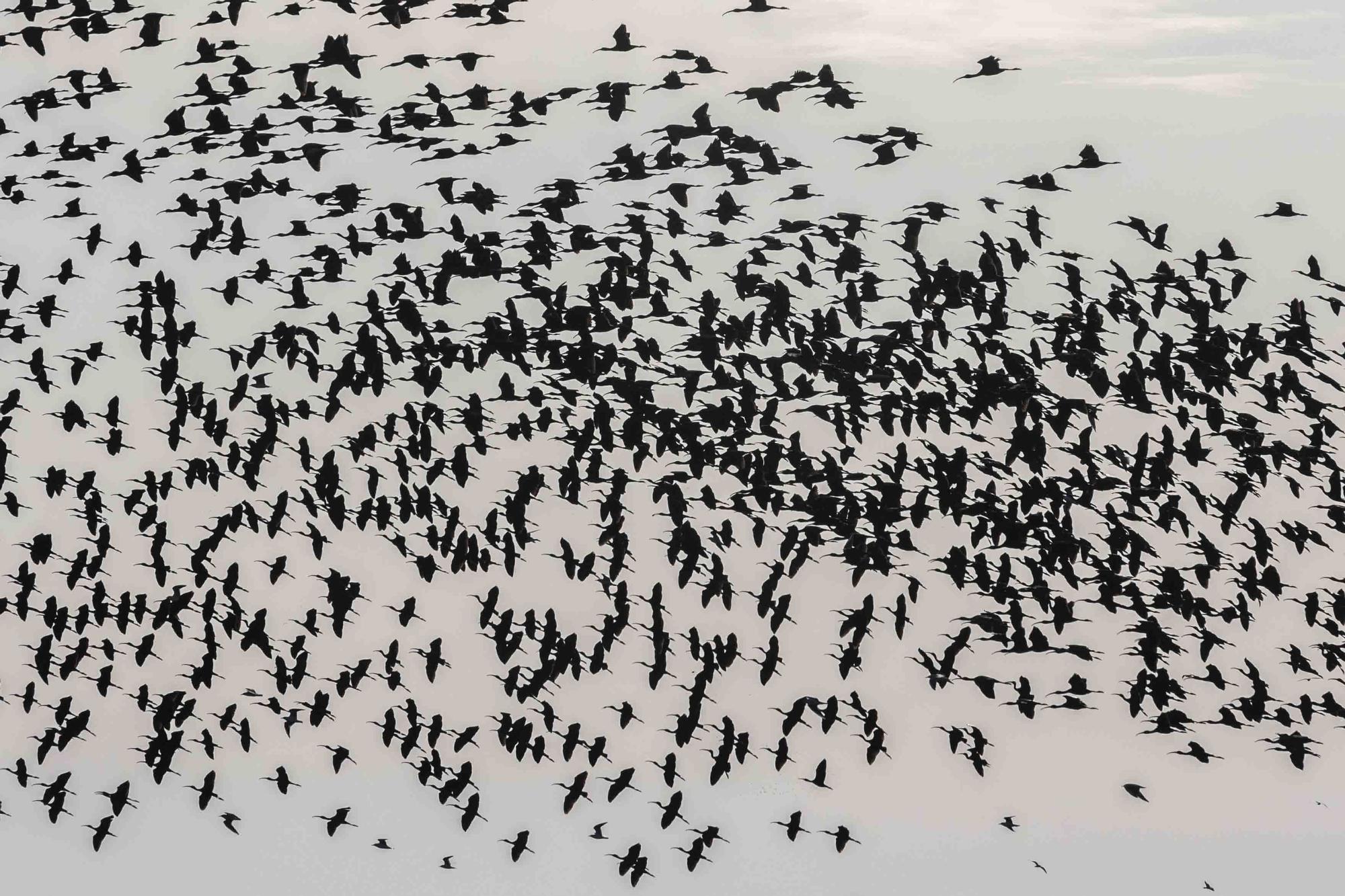 El picatort toma l'Albufera