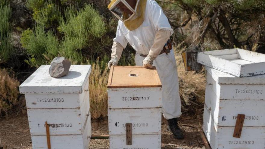 Tenerife protects its bees as niches of wealth and keys to biodiversity