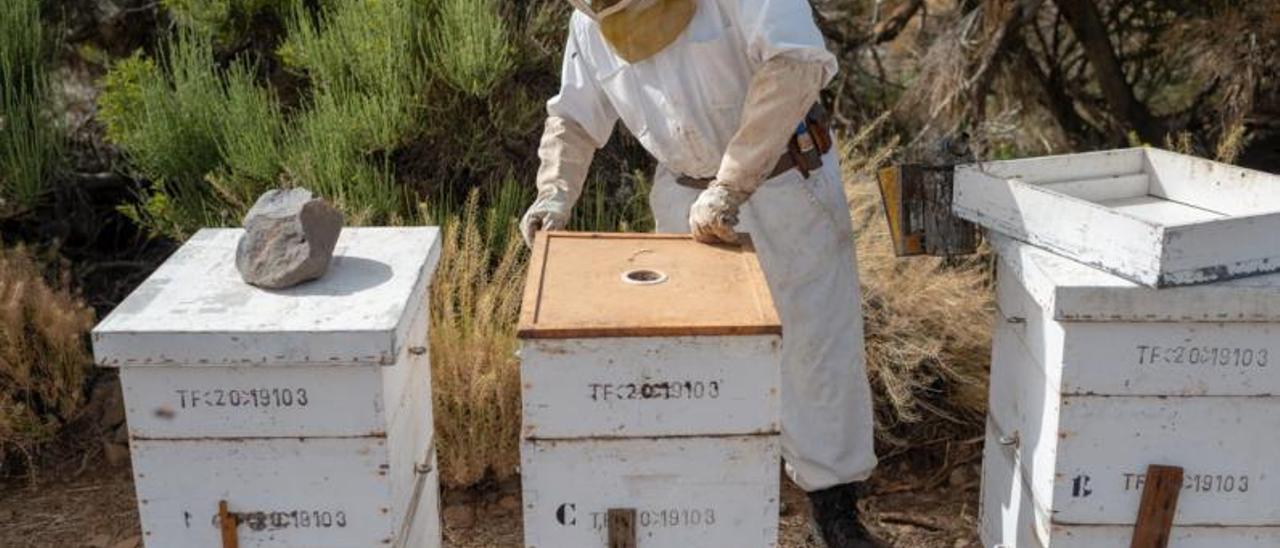 Un apicultor tinerfeño atiende a las abejas de sus colmenas. | | E.D.