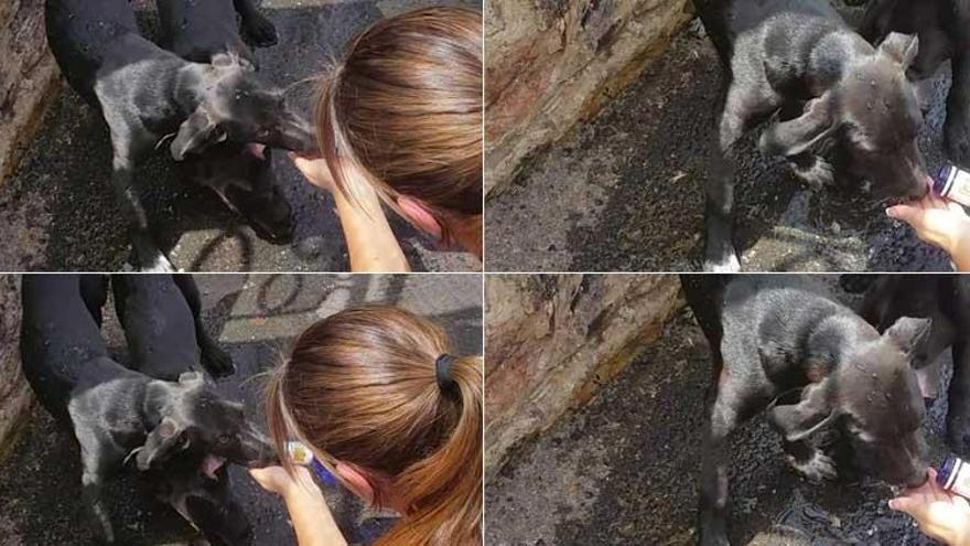 Investigan un supuesto caso de maltrato animal en la barriada cacereña de Aguas Vivas