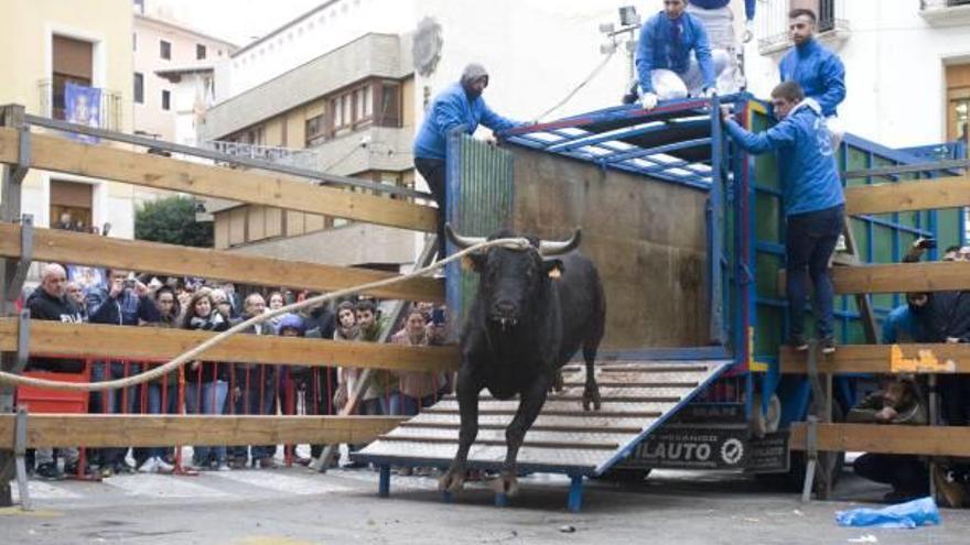 Imagen del toro para la «embolà» de los festejos del Bou en Corda de Ontinyent, el pasado mes de noviembre durante la Puríssima.