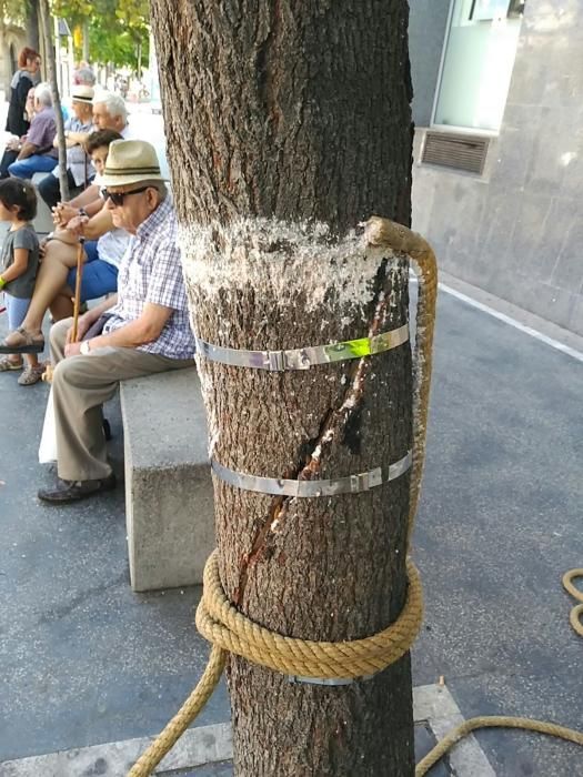 Les 'ferides' de l'arbre atropellat a Manresa