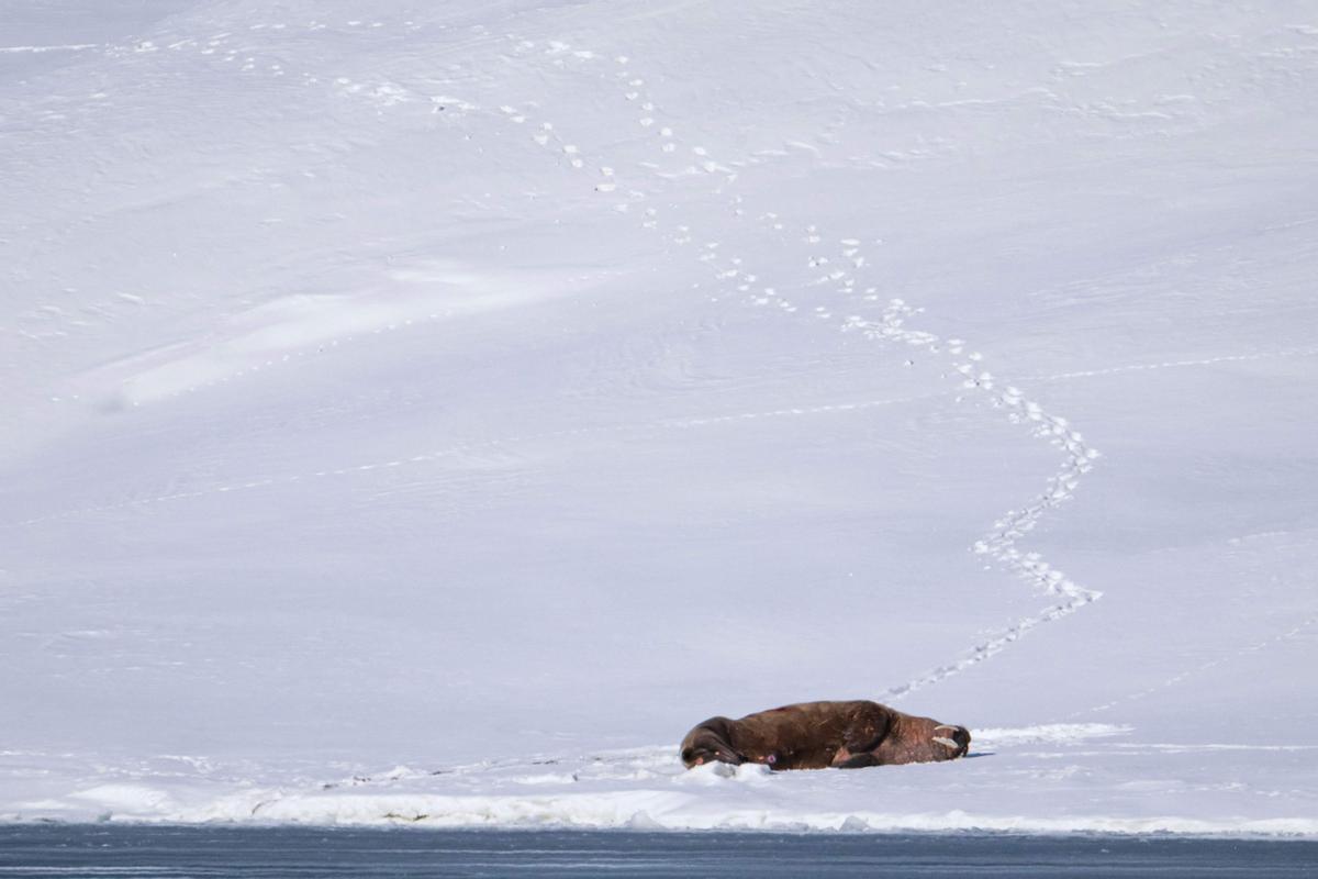 Una morsa descansa en la orilla en Borebukta Bay, Isfjorden.