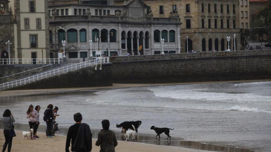 Perros en San Lorenzo